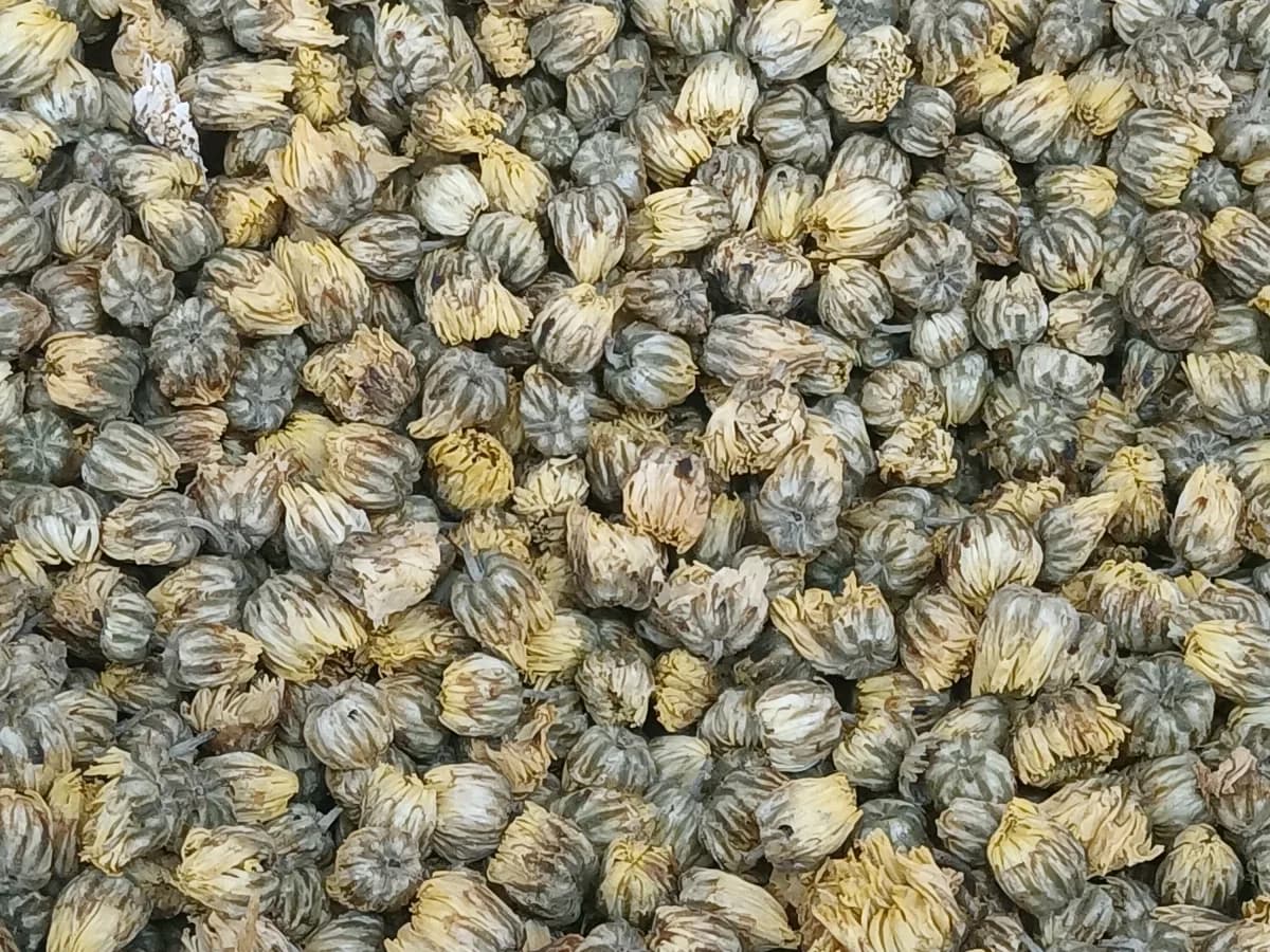 Dried chrysanthemum blossoms representing Chinese herbal and flower infusions