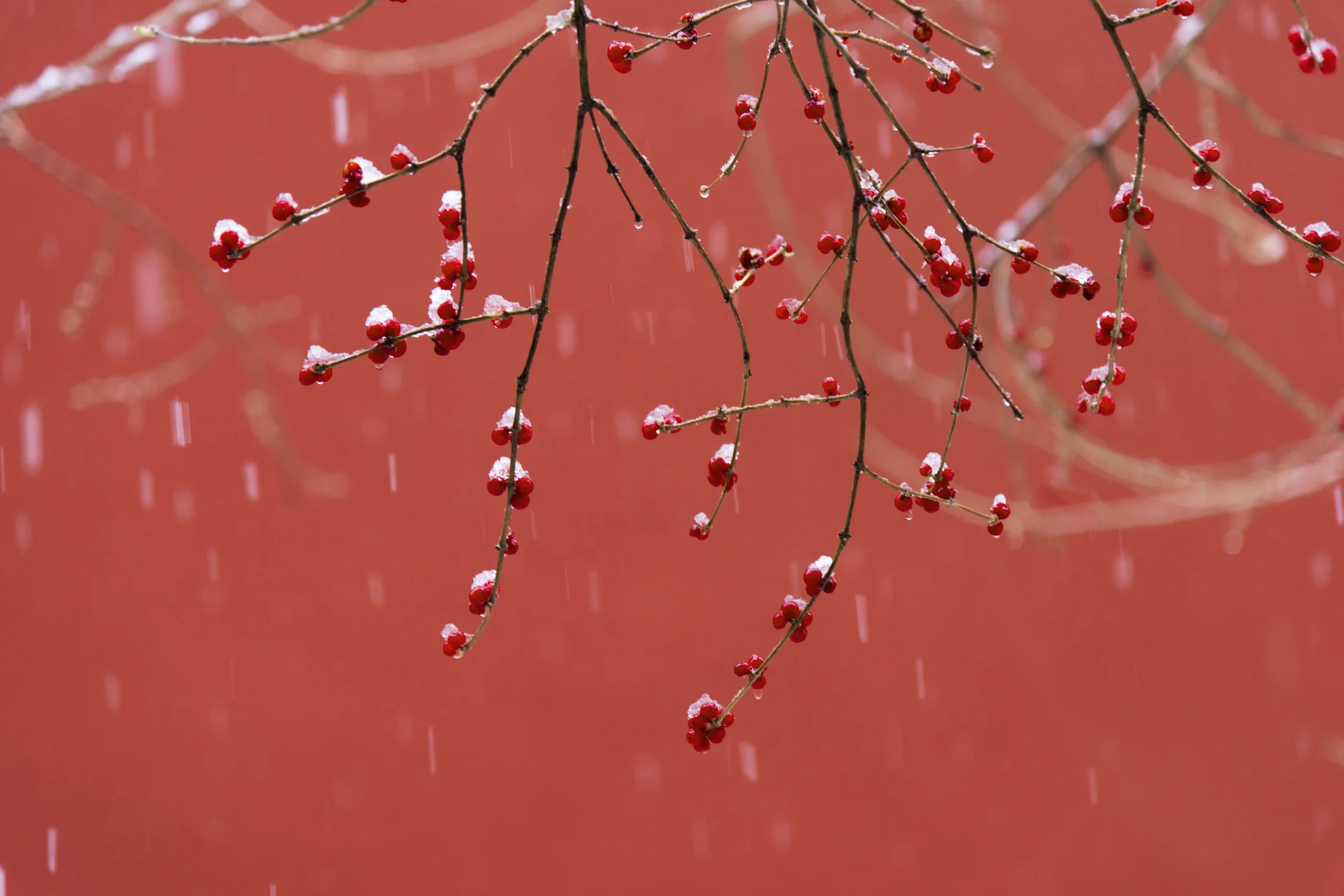 Snow-covered branches and red palace walls in winter at Beijing's Forbidden City