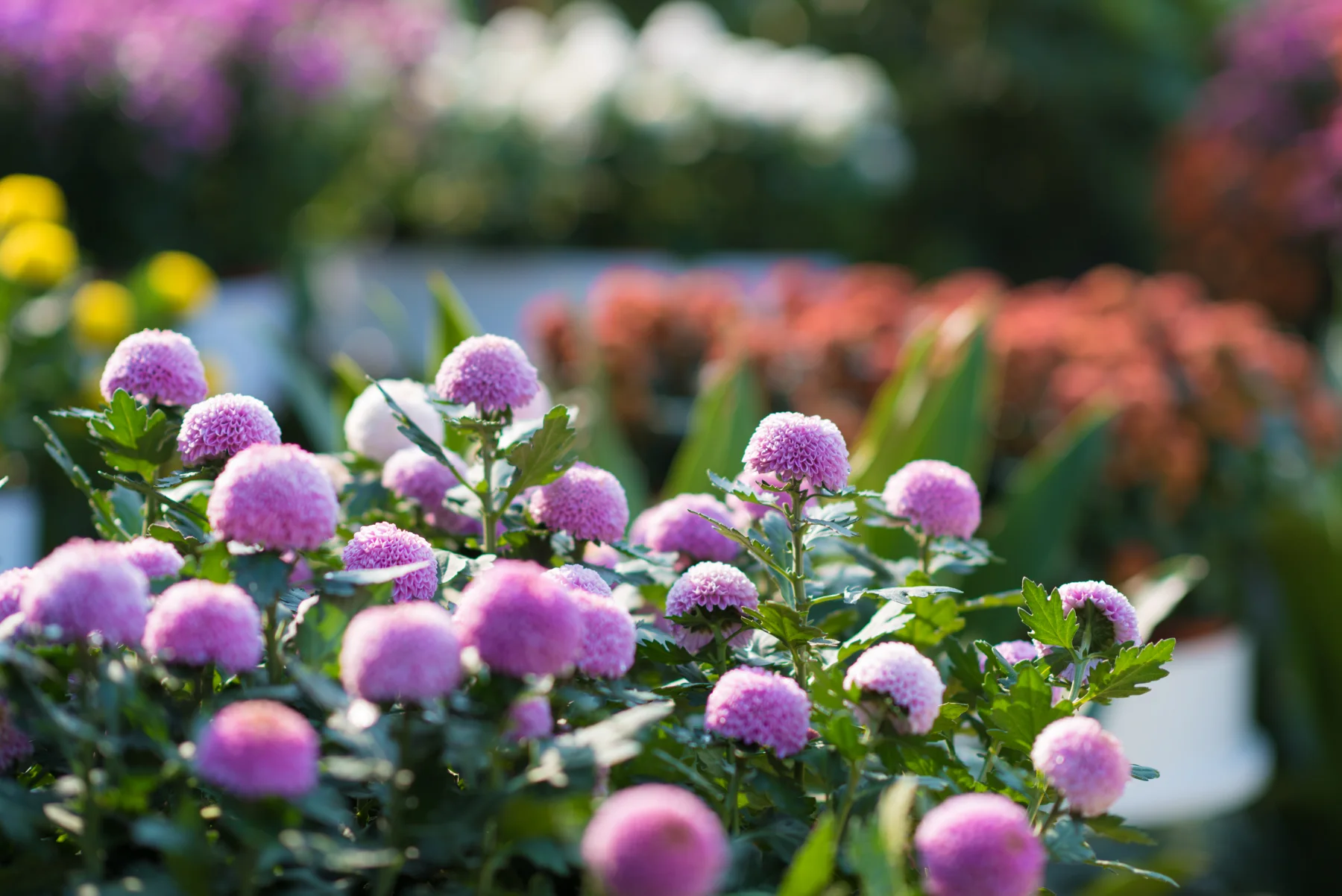 Purple chrysanthemum flowers at a Kaifeng seasonal exhibition
