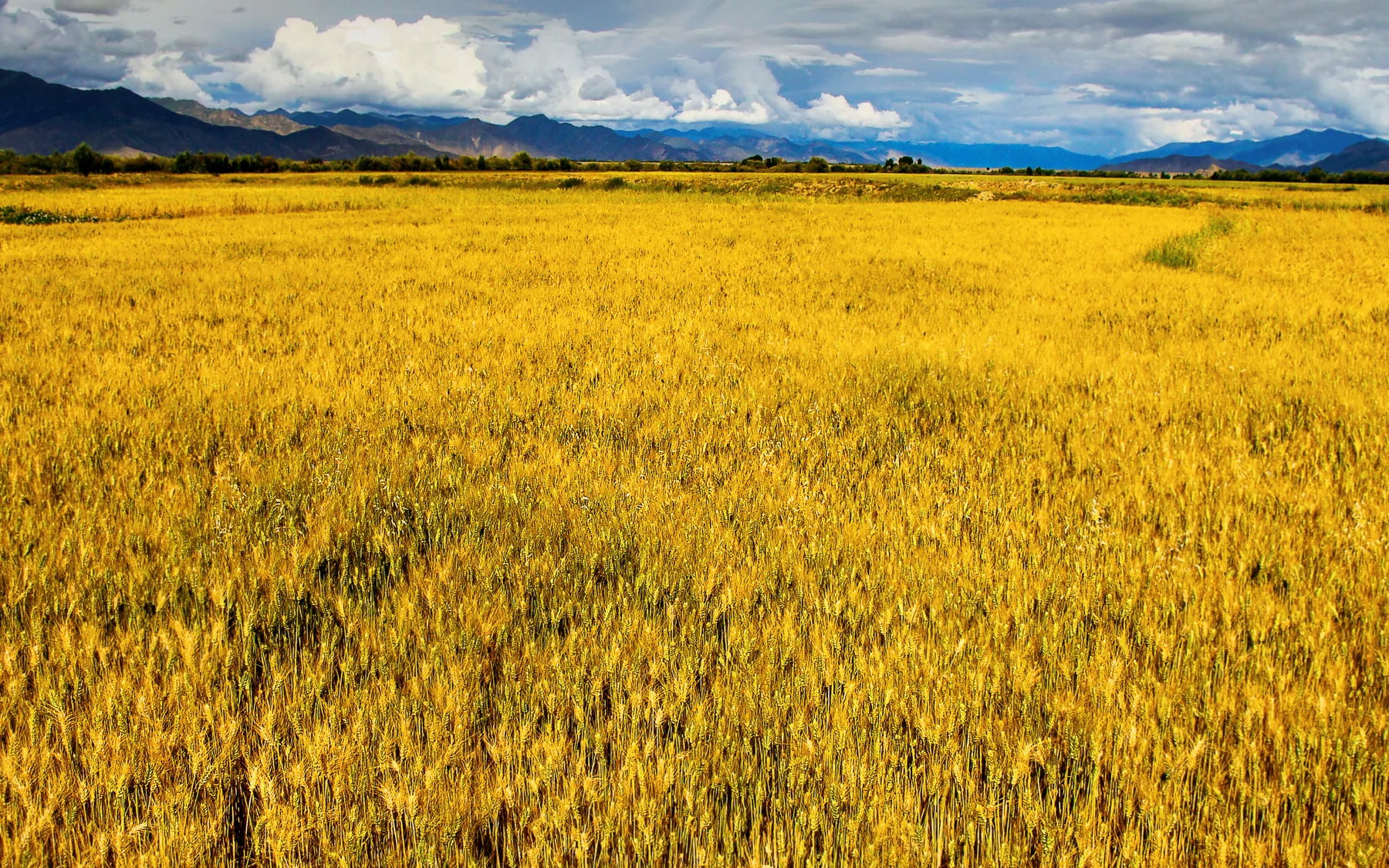 Barley fields on the Tibetan plateau, connecting Lhasa's table to highland agriculture