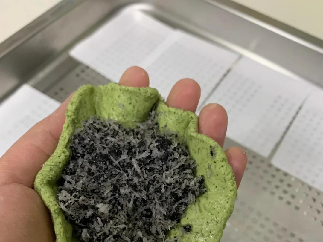 A hand folding black sesame and coconut filling into green qingtuan dough