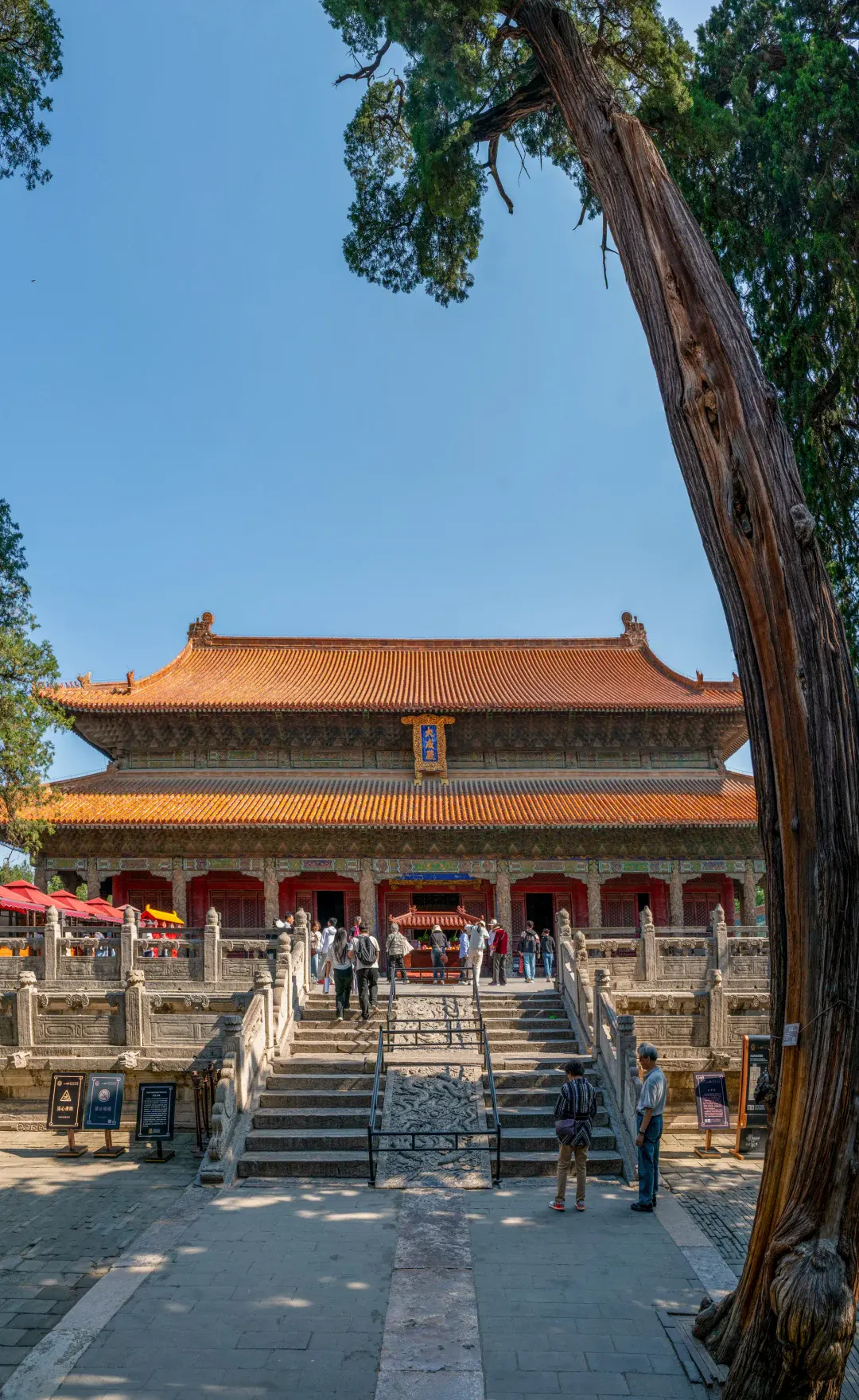 Visitors climbing toward Dacheng Hall at the Confucius Temple in Qufu, with an old cypress holding the right edge of the approach
