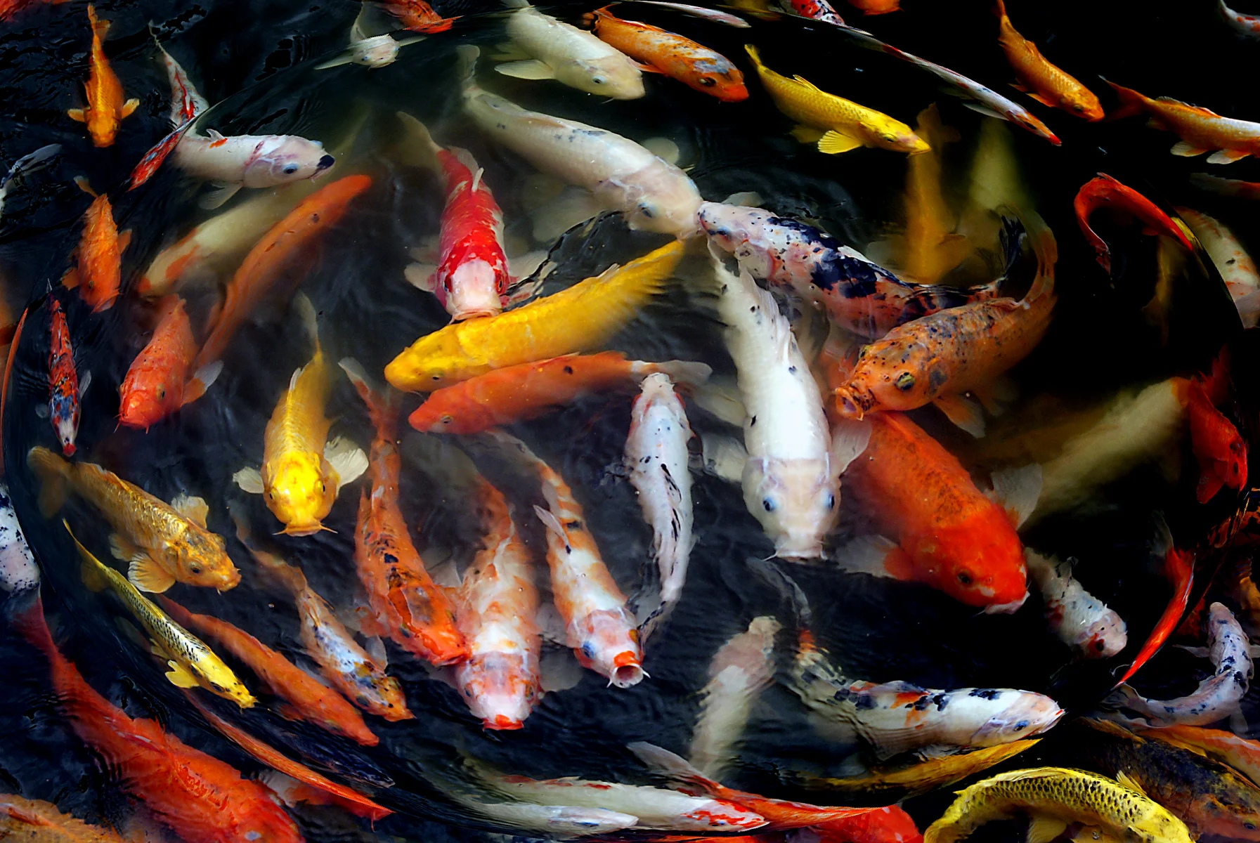 A dense group of red, white, gold and patterned modern nishikigoi swimming in dark water