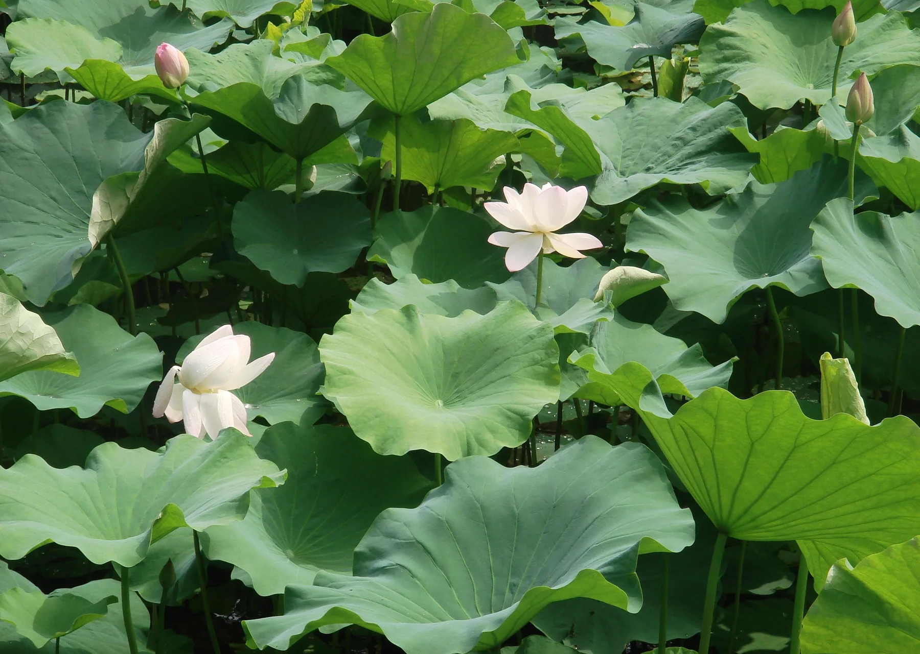 White sacred lotus flowers and broad green leaves in the Humble Administrator's Garden in Suzhou