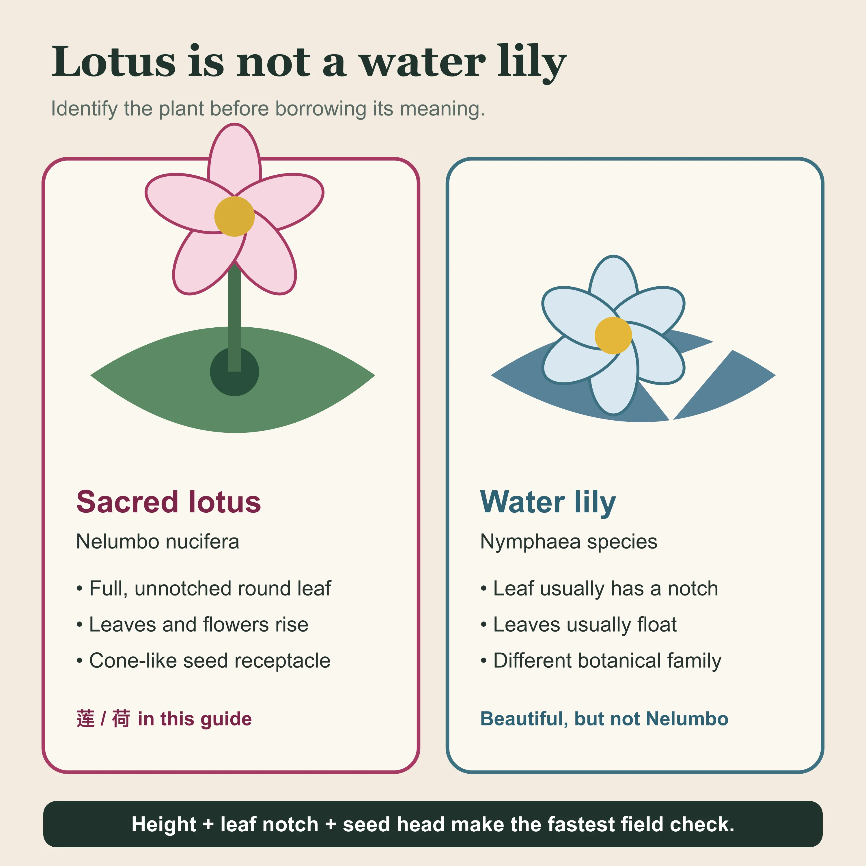 Sacred lotus and water lily compared through leaf shape, height above water and the lotus seed receptacle