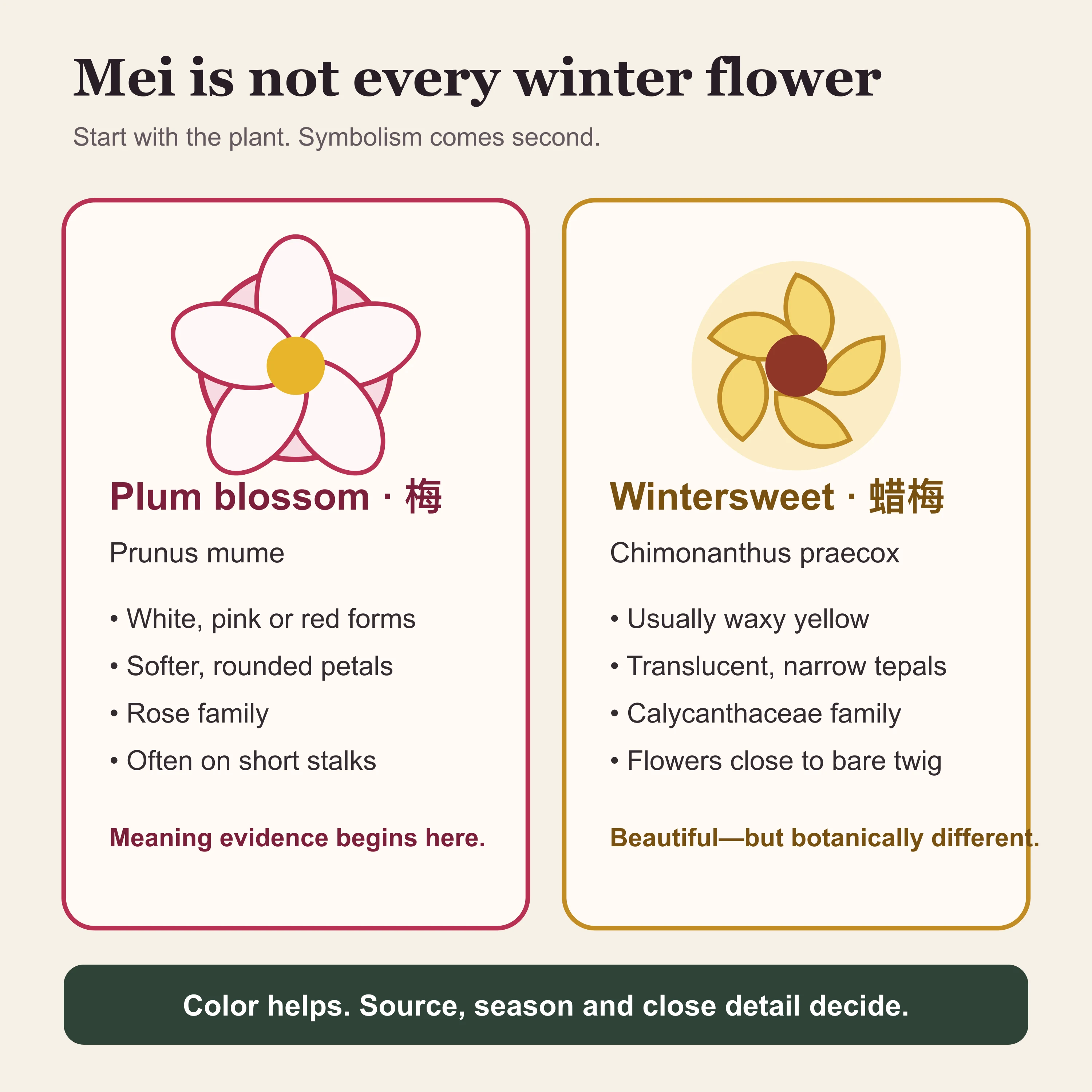 Plum blossom and wintersweet compared by flower color, texture, attachment and botanical family