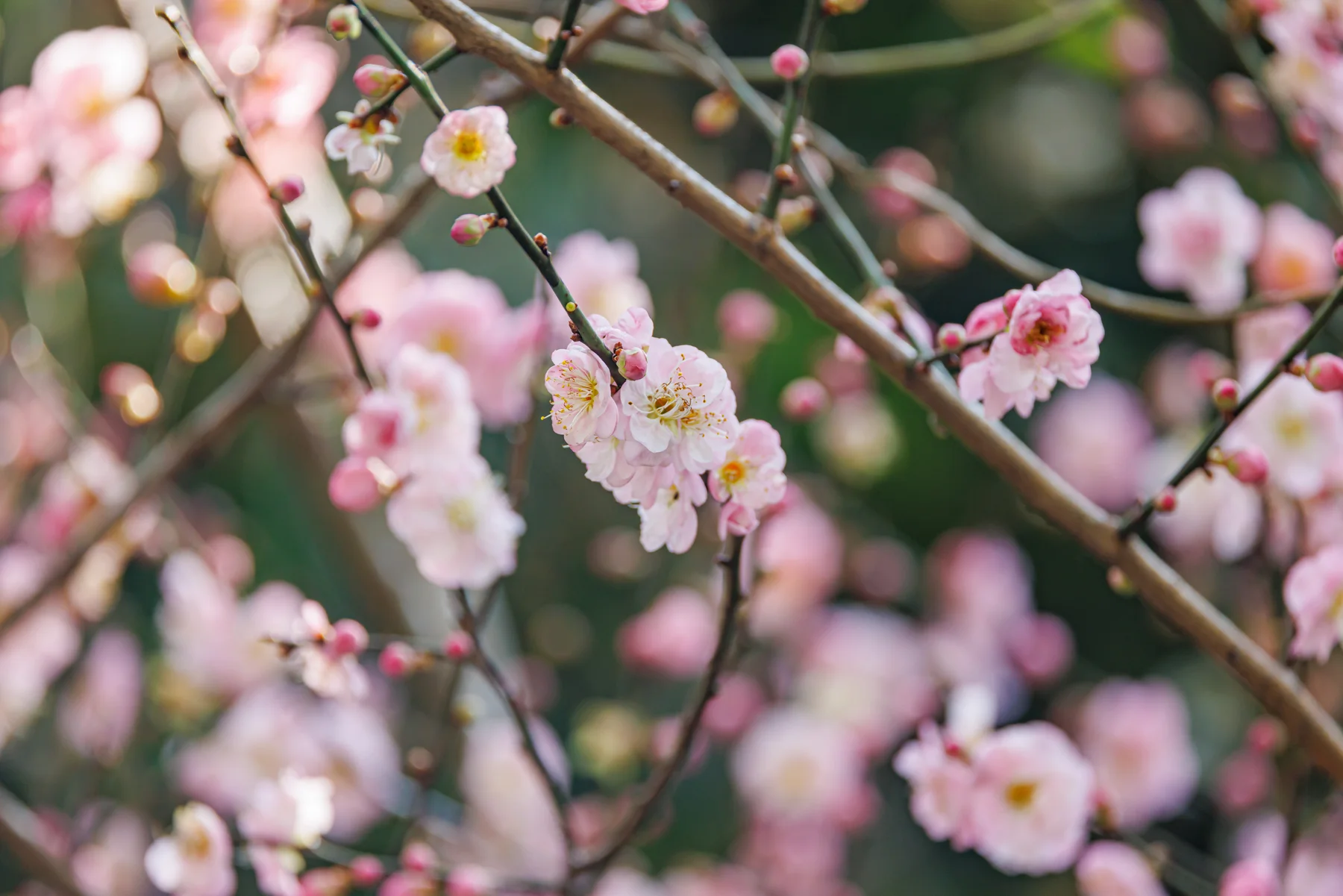 Pink Prunus mume flowers photographed in Shenzhen against a soft green background