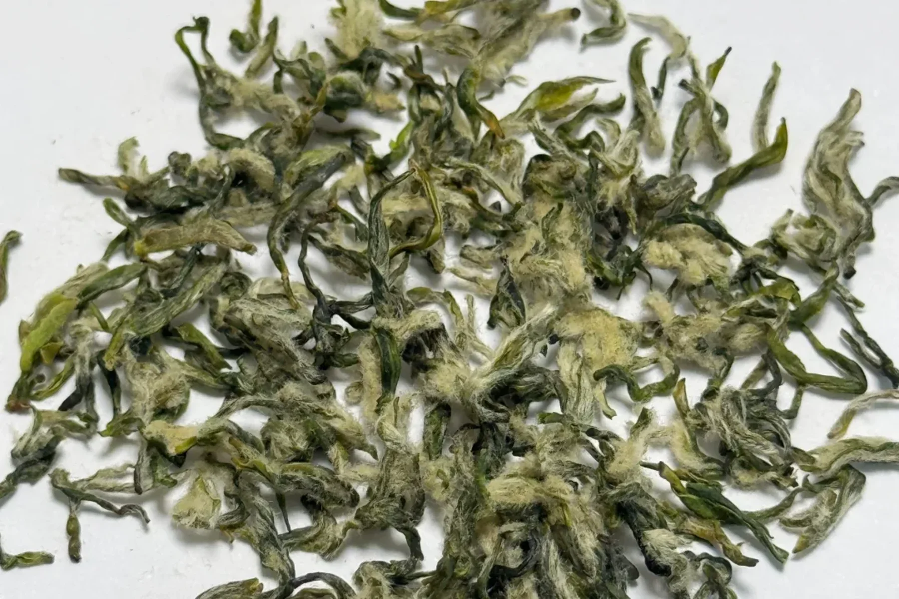 Close view of one retail Biluochun tea sample showing curled green leaf and pale down