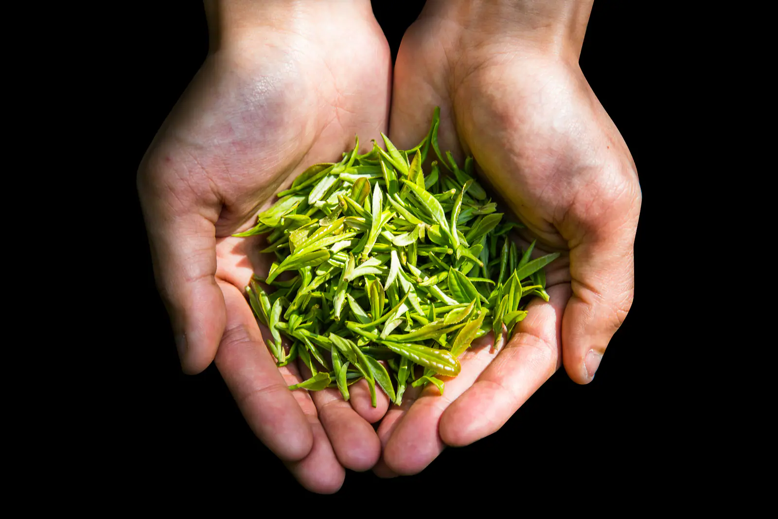Freshly handled green tea leaves in two hands, showing the physical delicacy behind fine green-tea production