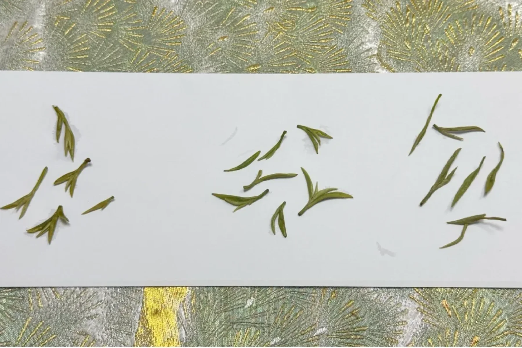 Spent leaf from three retail Biluochun samples showing visible differences in opening and material; the uncontrolled consumer comparison cannot rank authenticity