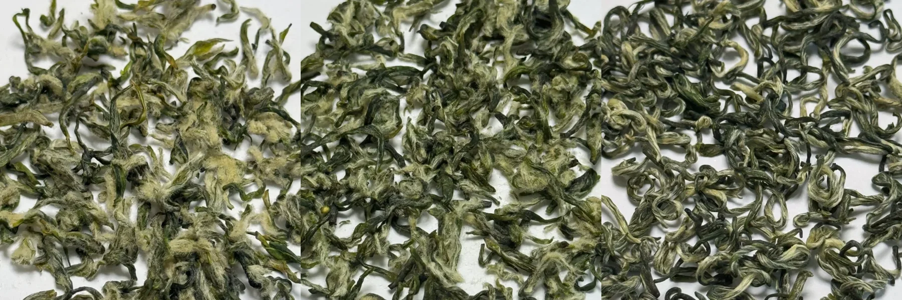 Three retail Biluochun samples photographed together to compare visible curl, particle size and down without authenticating origin