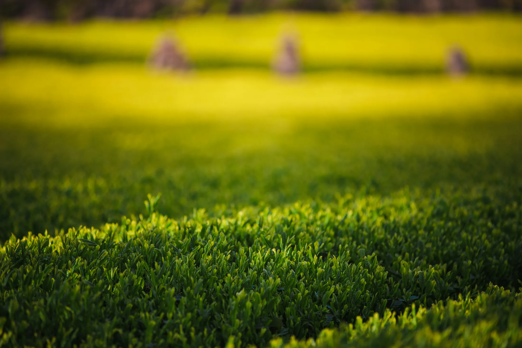 Fresh tea shoots in a sunlit tea garden for general Biluochun growing context
