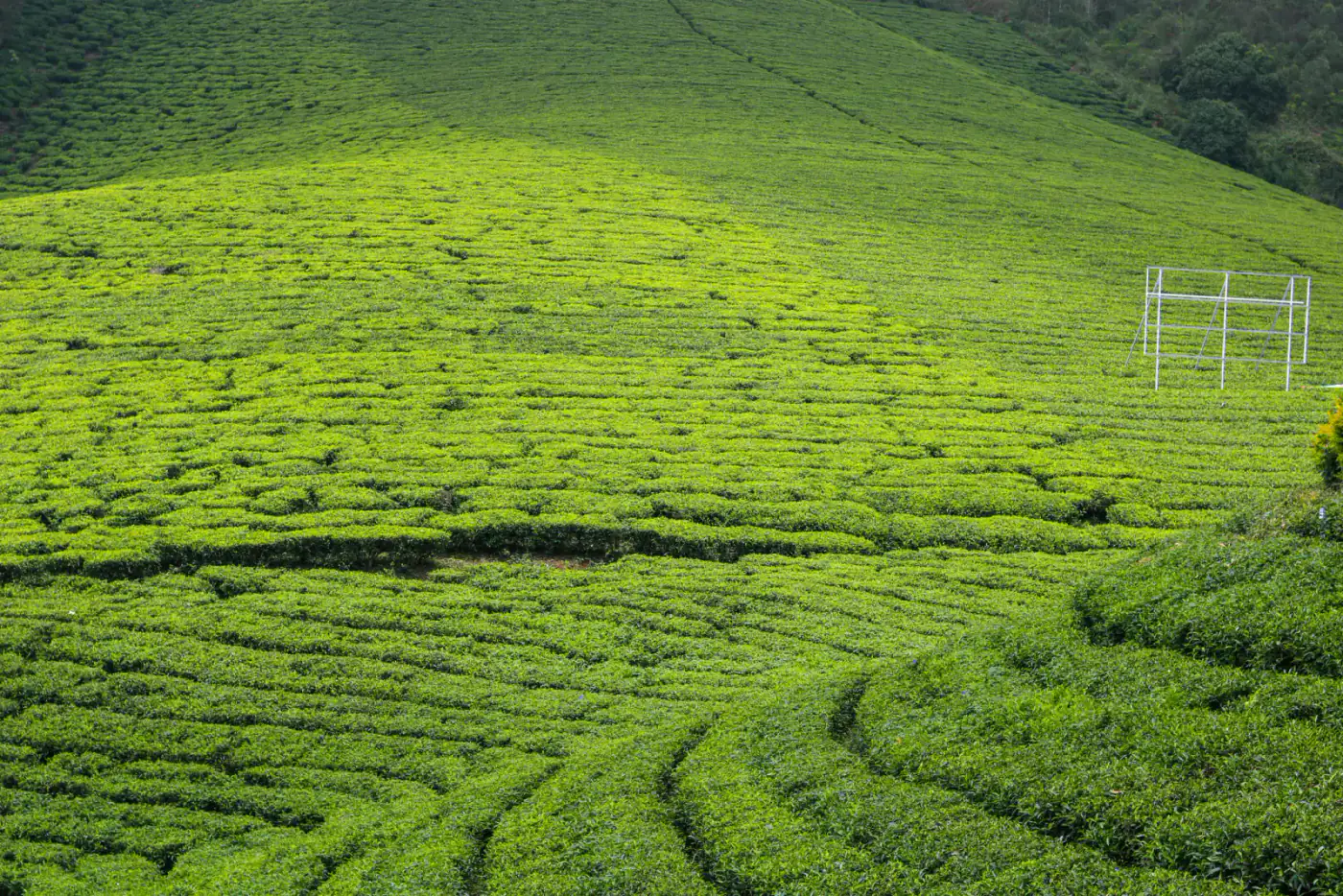 Tea bushes covering a hillside in a general tea-garden context