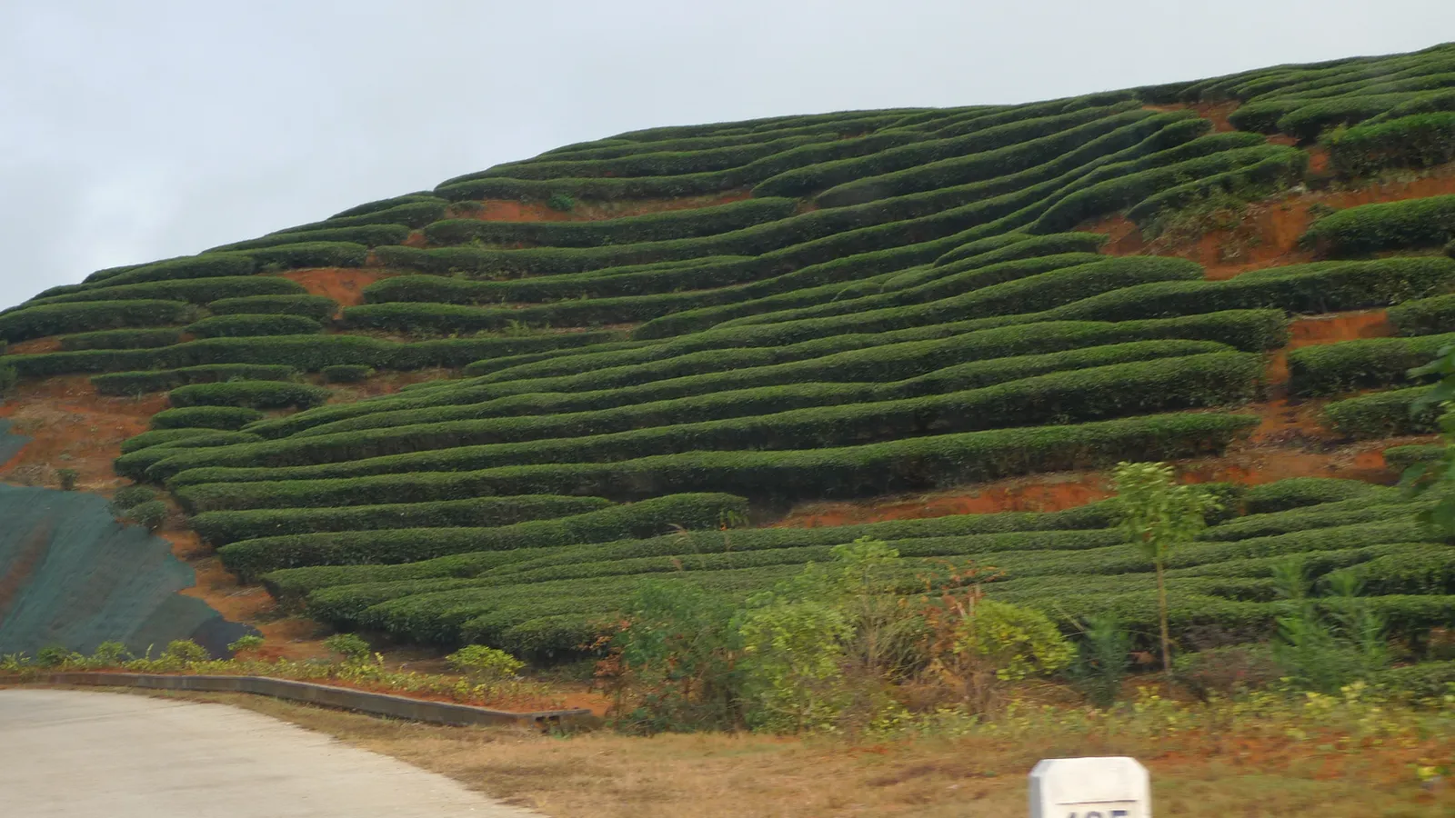 Documented tea garden in the Wuyi Mountains, the geographical setting of Wuyi rock tea