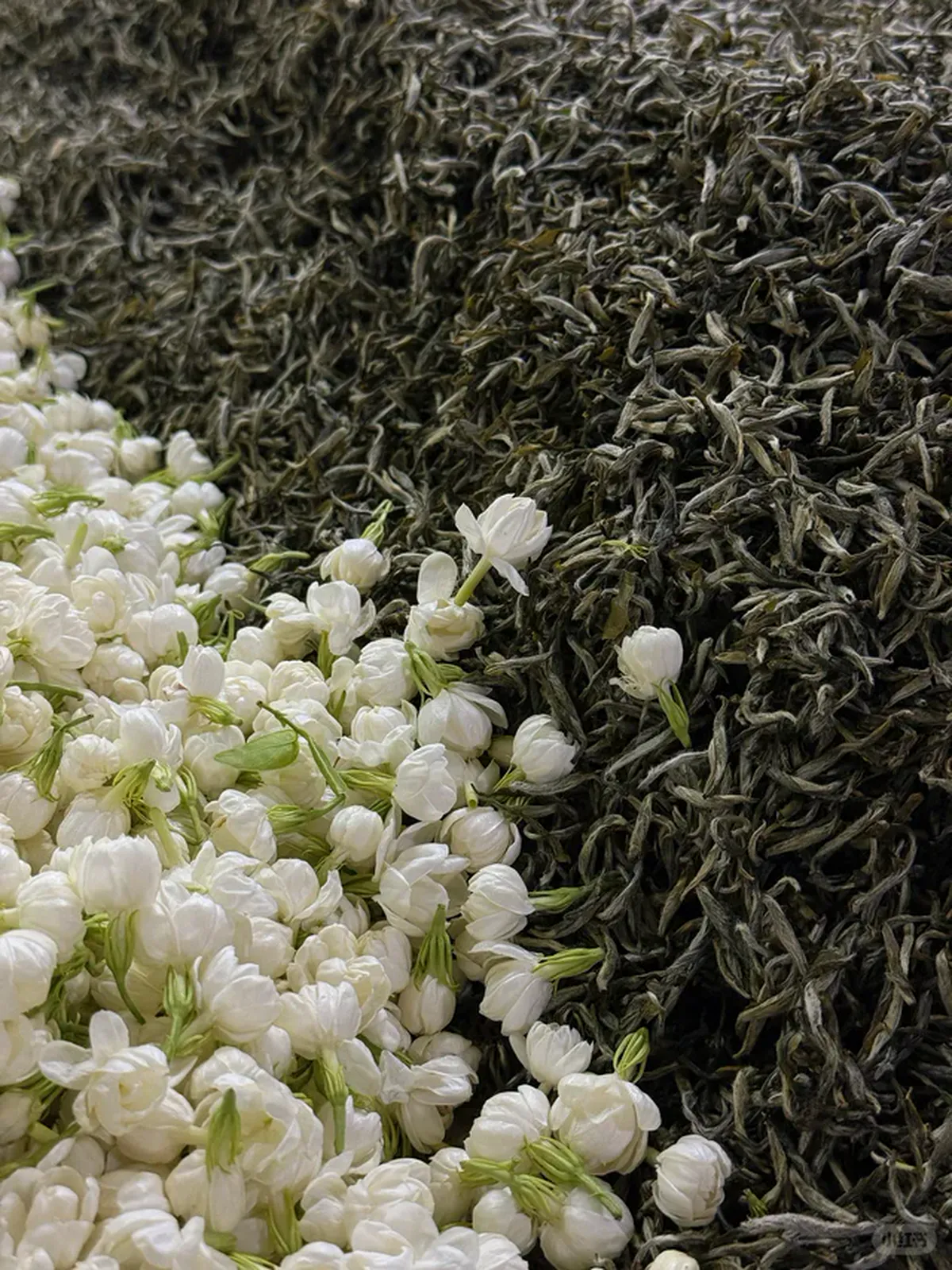 Fresh jasmine blossoms beside finished tea leaves, showing the two materials before or during contact