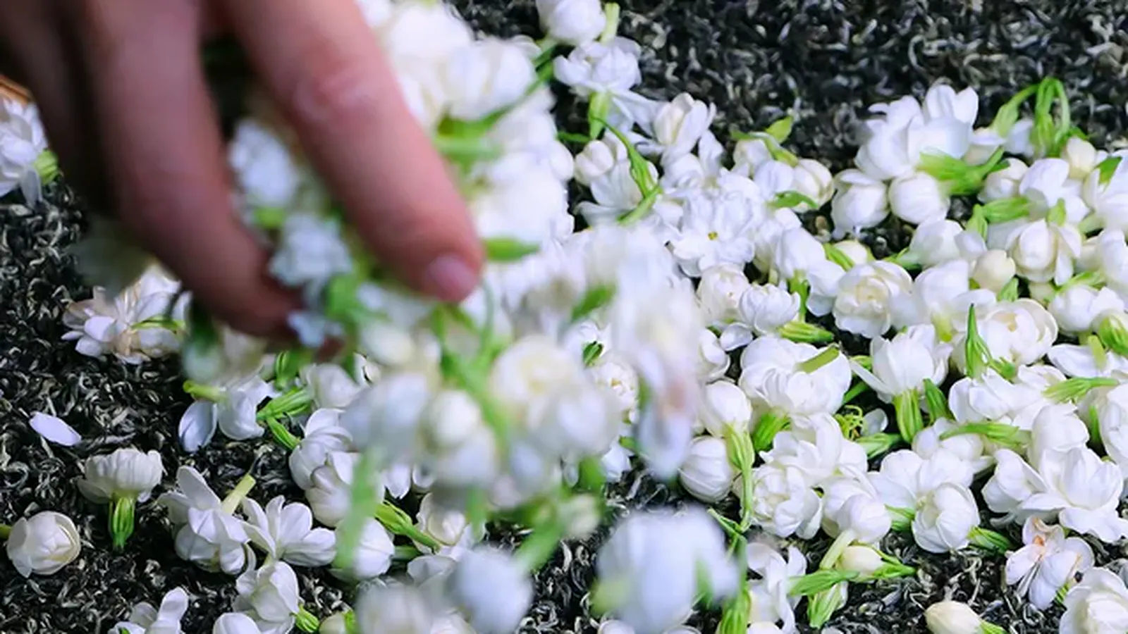 Fresh jasmine blossoms being spread across finished tea leaves during scenting