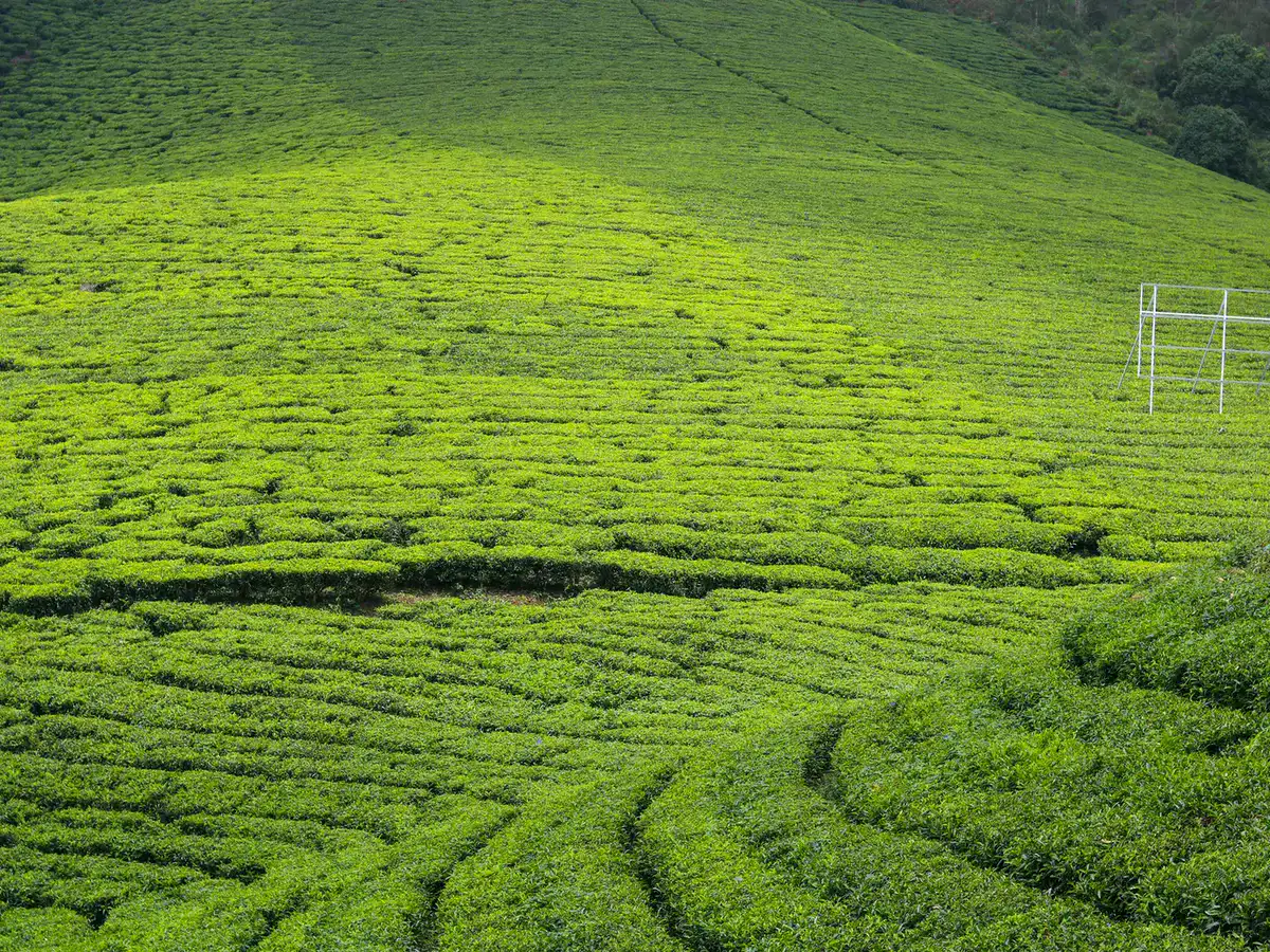 Rows of tea bushes on a hillside illustrating the cultivated landscape behind Chinese green tea