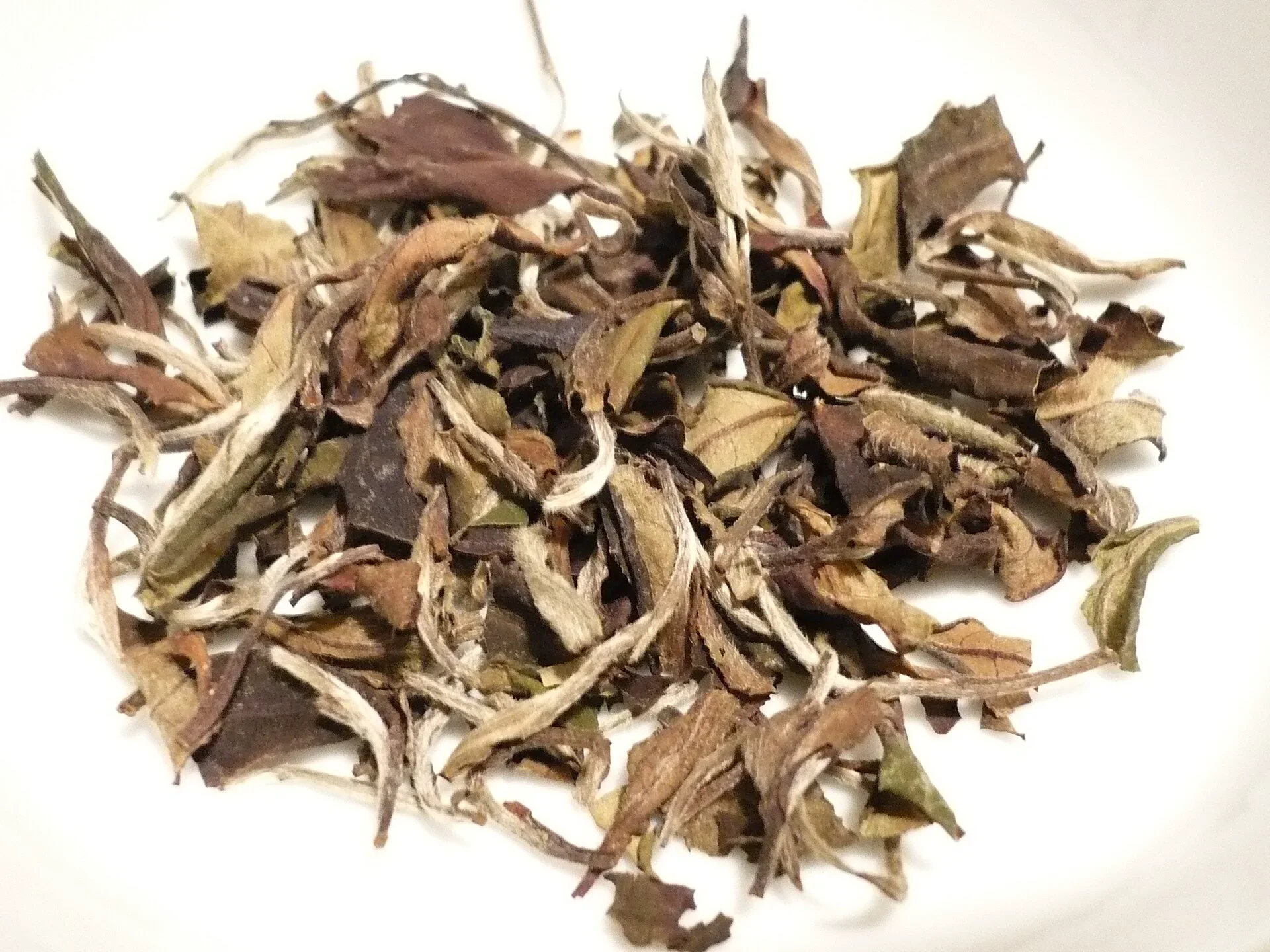 White Peony tea showing a natural mixture of downy buds and open leaves