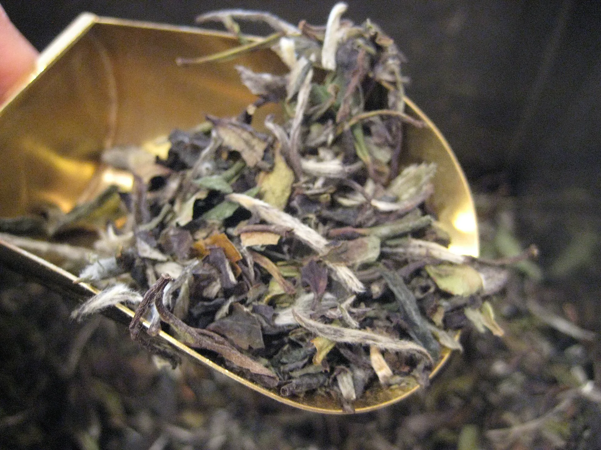 A scoop holding loose White Peony tea with visible leaf and bud material