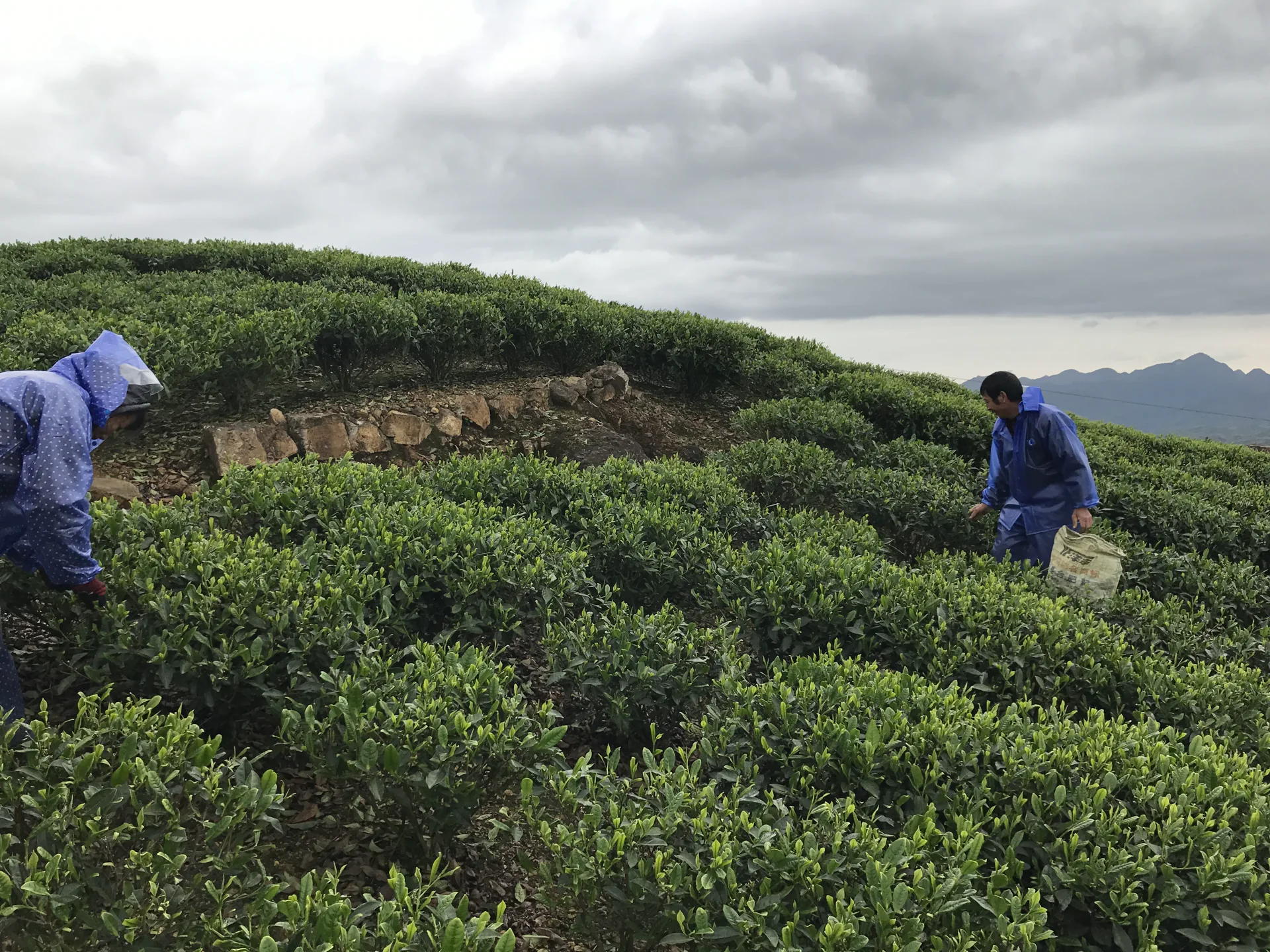 White tea buds being picked by hand from Camellia sinensis shoots
