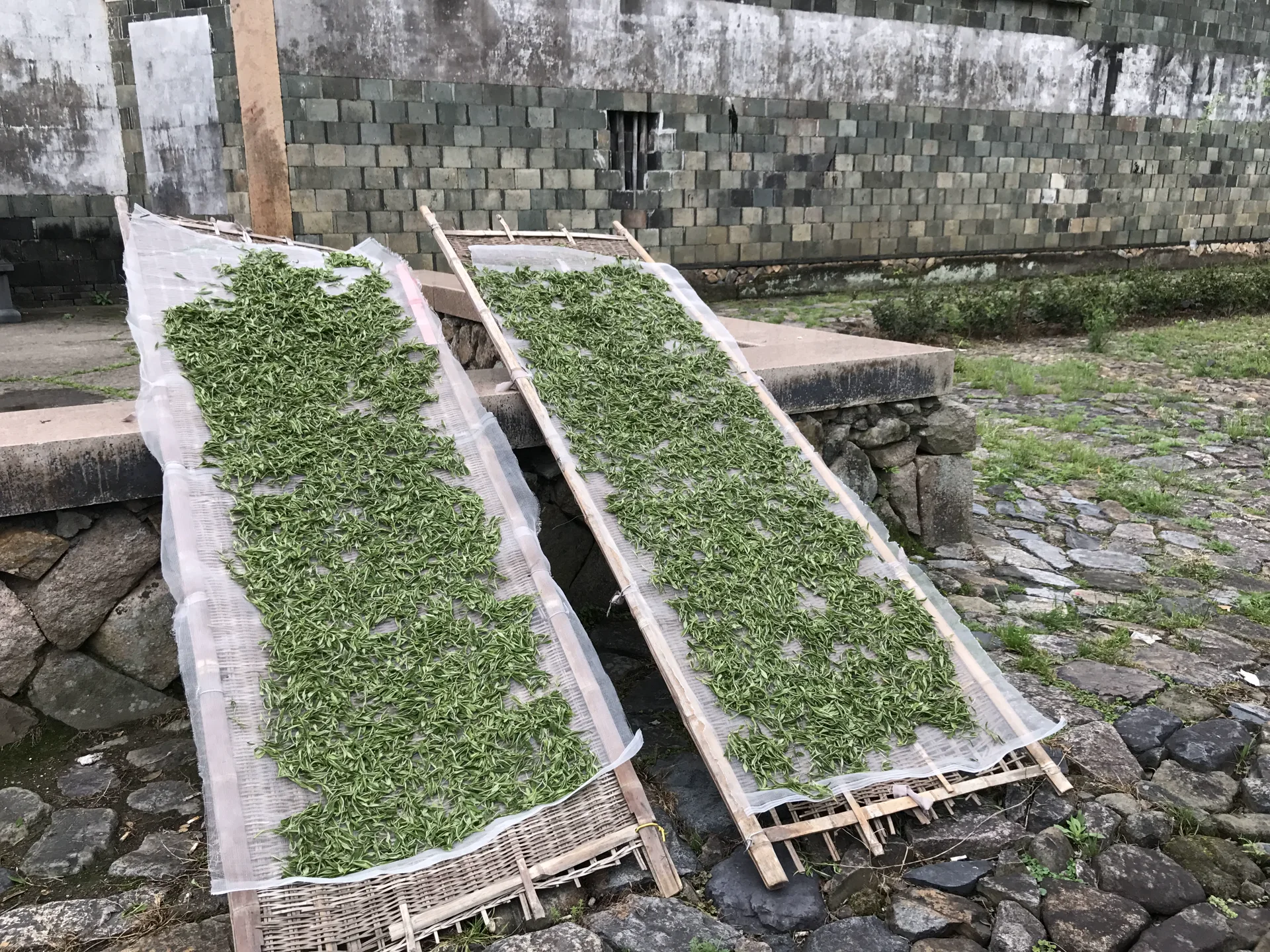 Fresh white tea material spread on trays during controlled withering