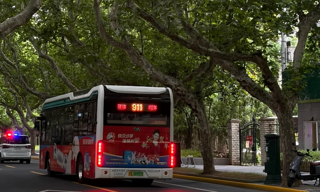 A public bus moving beneath Shanghai plane trees, evidence that the famous streetscape is also transport infrastructure and daily routine