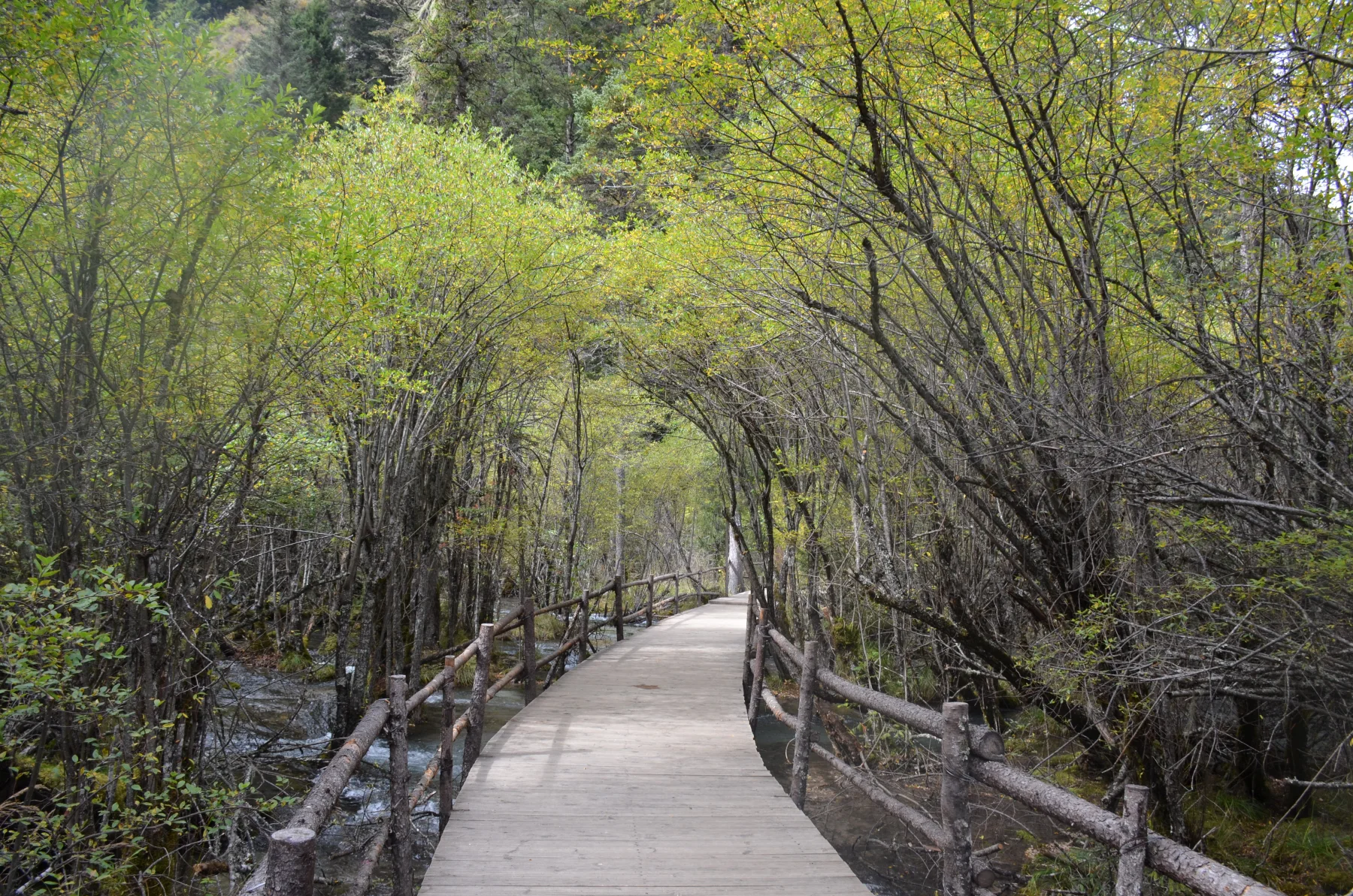 A designated Jiuzhaigou boardwalk passing through forest beside the managed water landscape