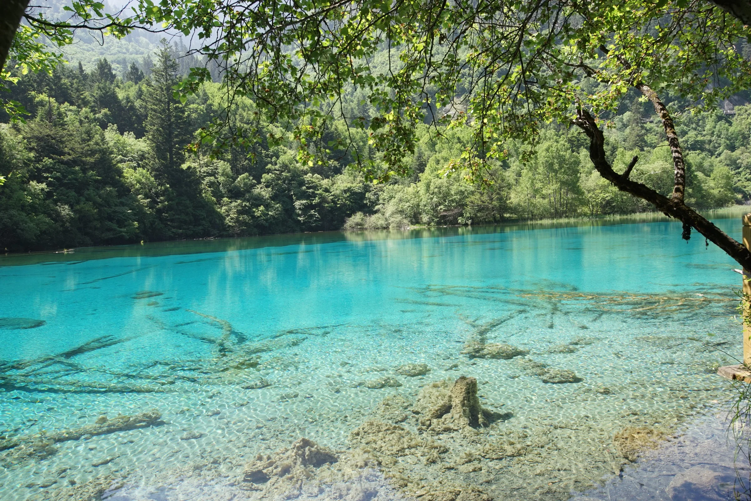 Clear turquoise water revealing fallen branches during travel to Jiuzhaigou