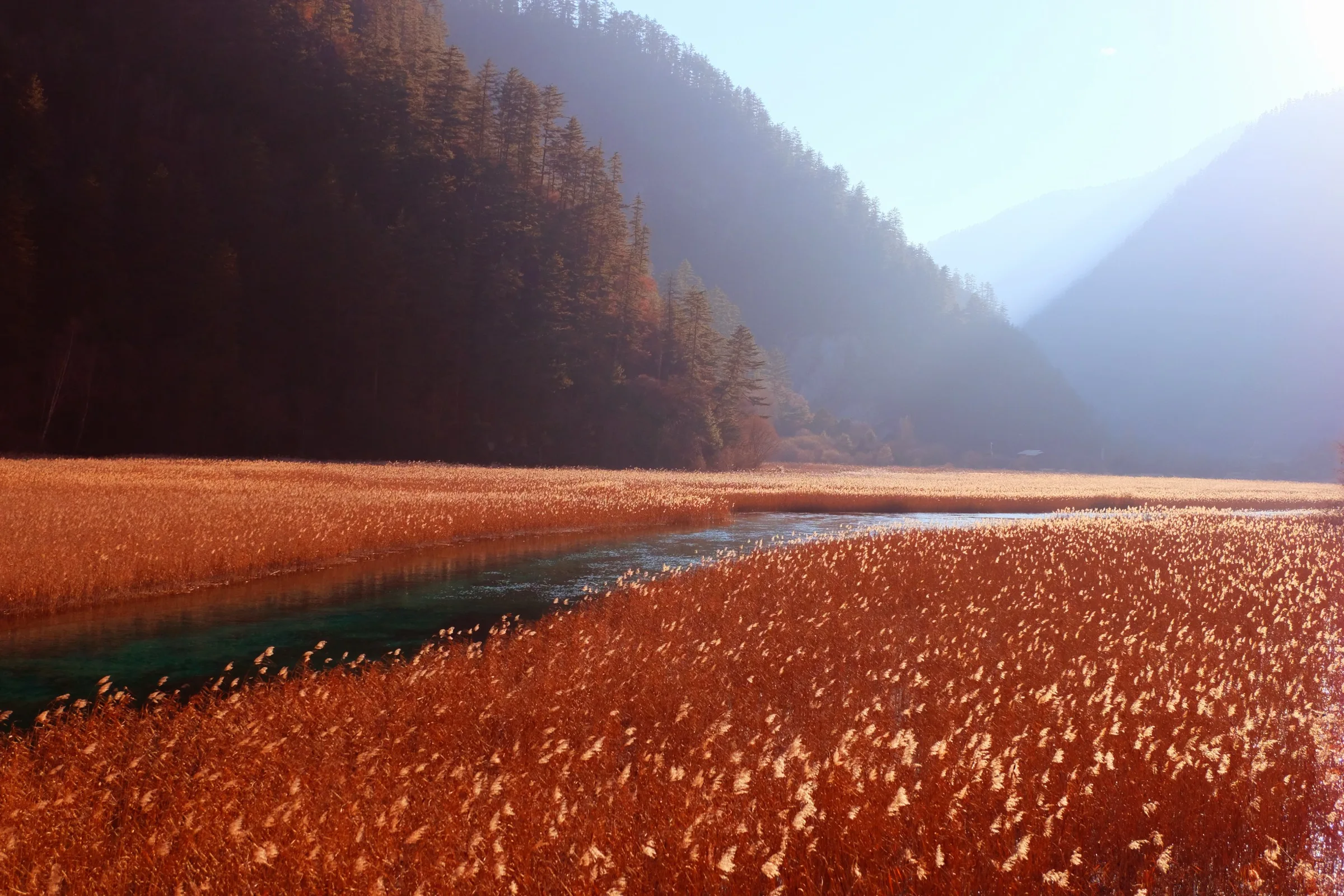 Reed-covered lake glowing in low light in Jiuzhaigou