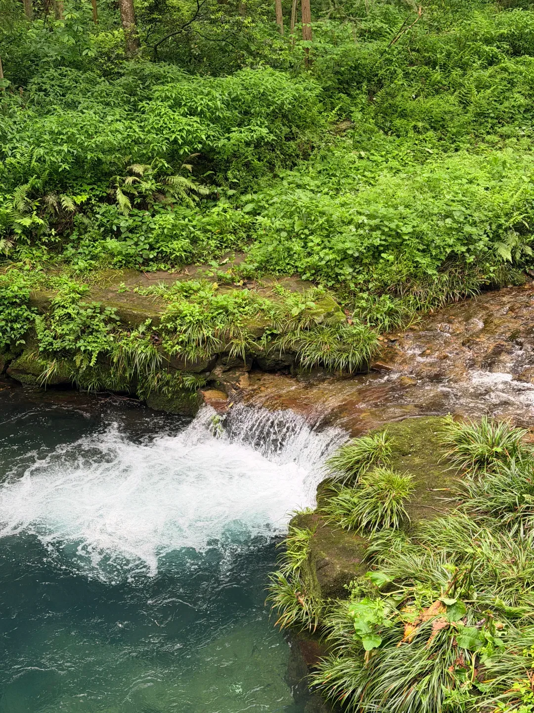 A small clear pool collecting beneath green forest inside the lower valley