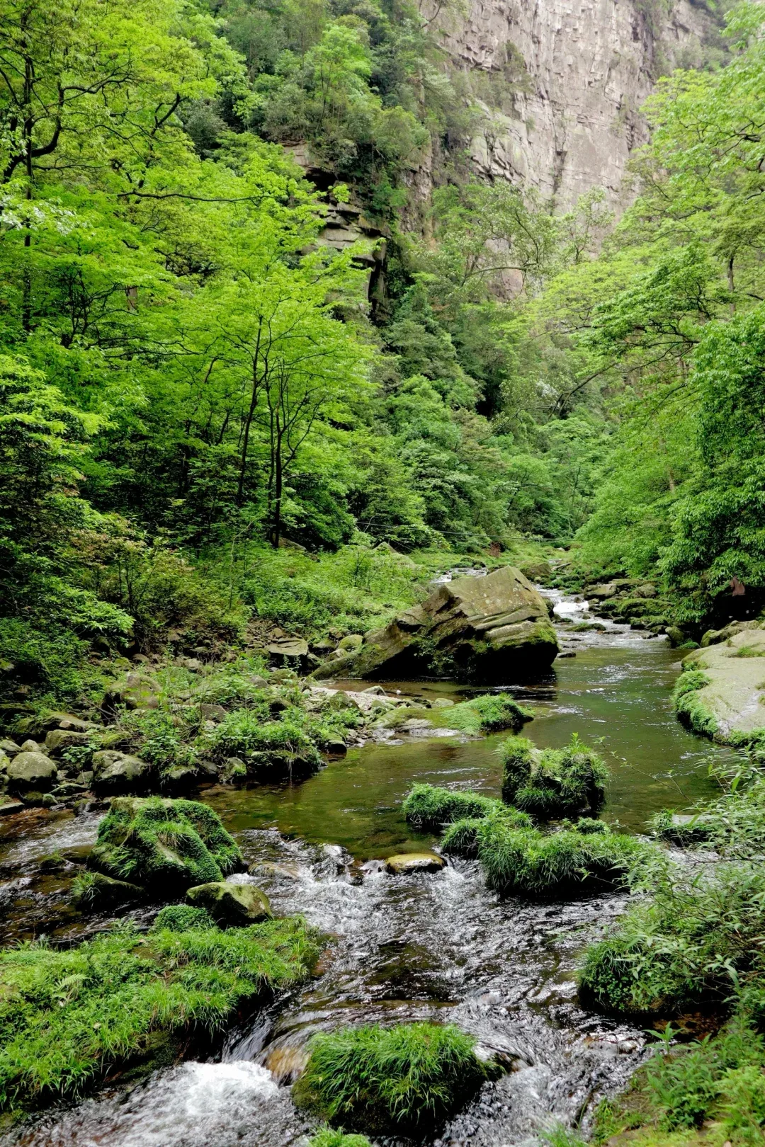 Clear water moving through mossy rocks and dense forest beside Golden Whip Stream