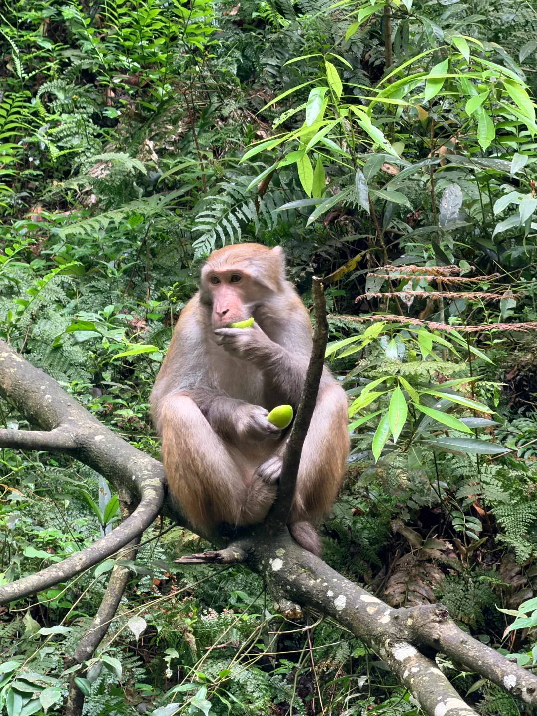 A macaque sitting on a branch beside a forest trail in Zhangjiajie National Forest Park
