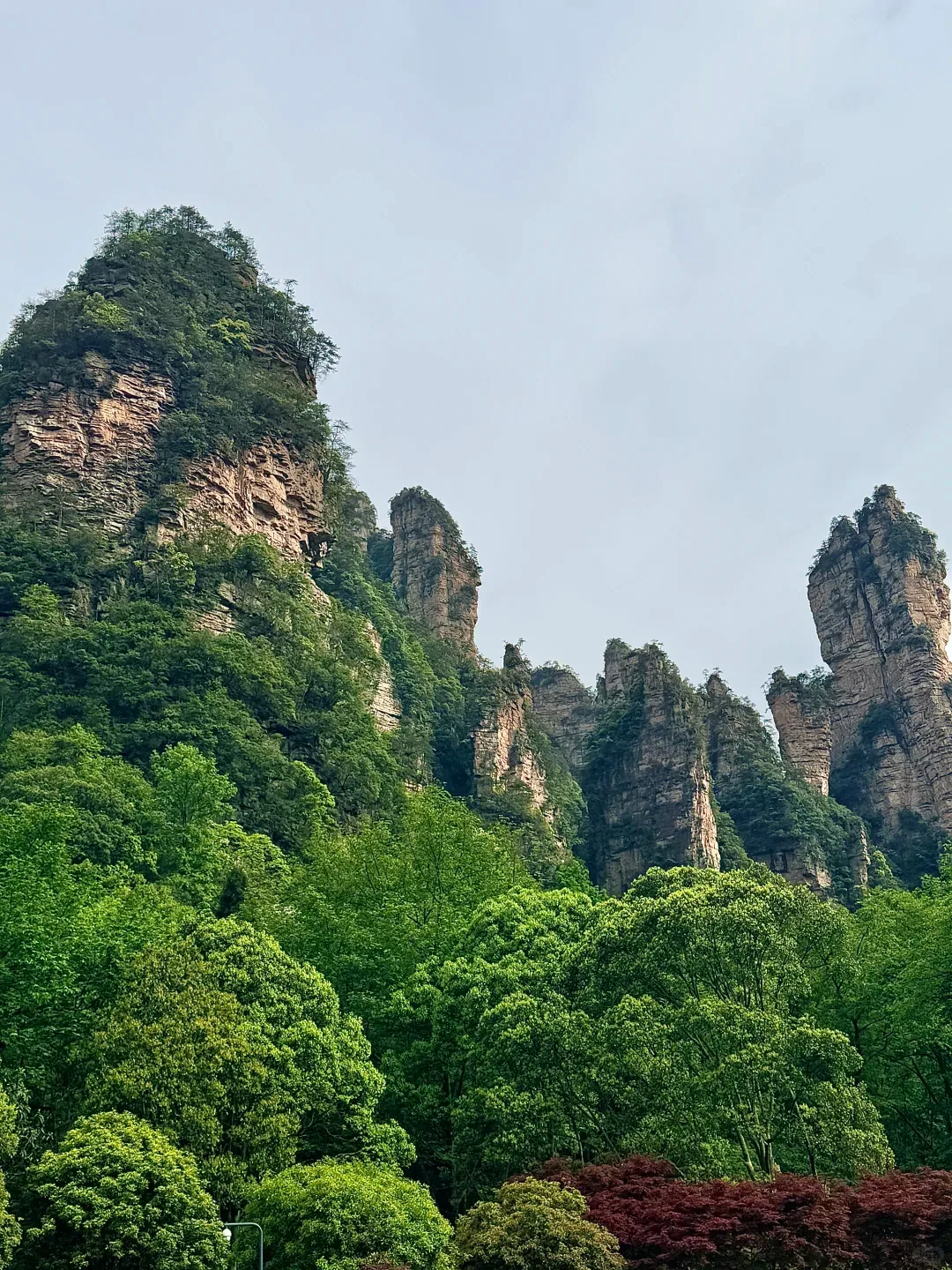 A close field of green sandstone towers rising above dense forest in Yuanjiajie
