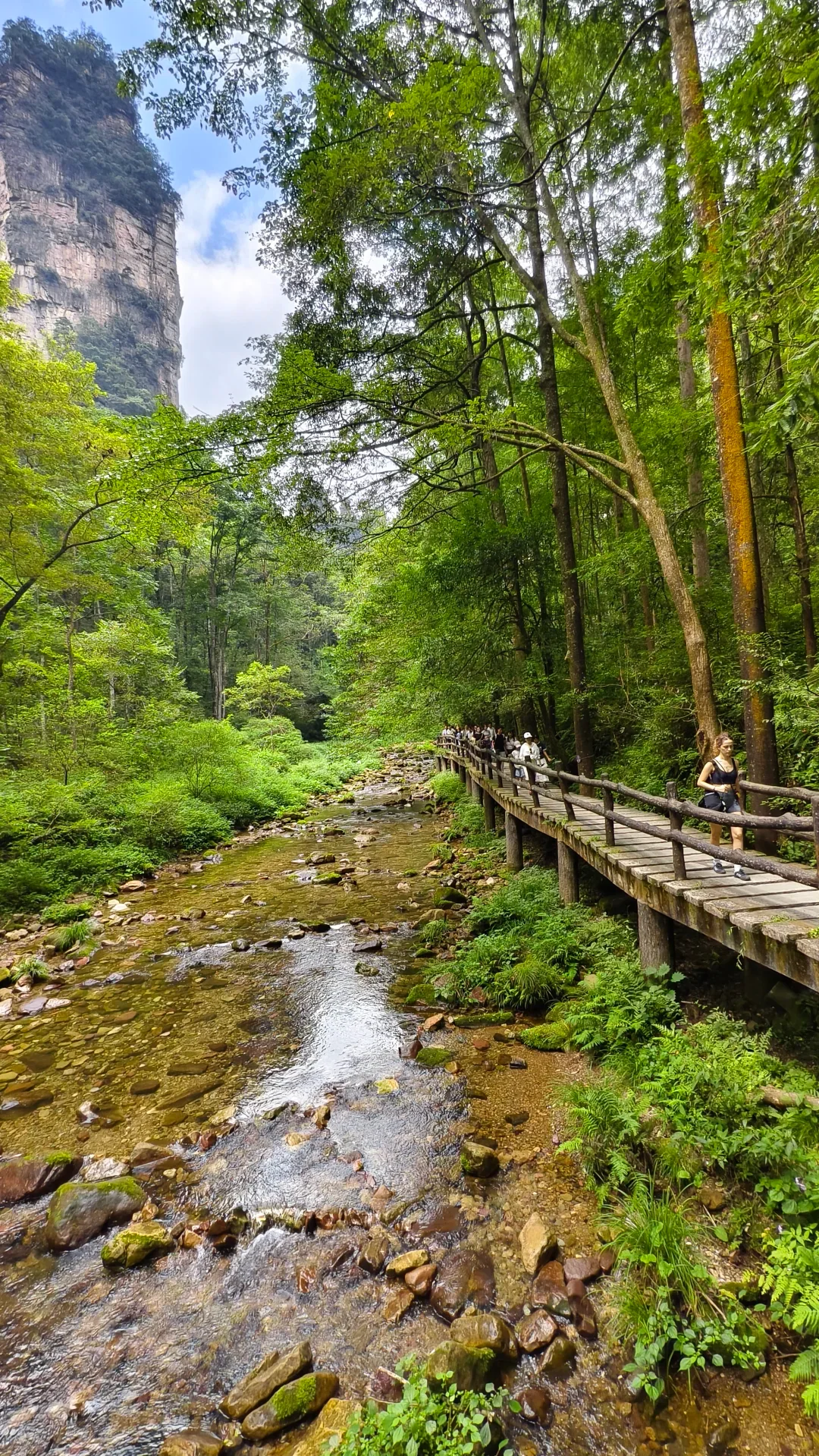 Visitors following the boardwalk beside Golden Whip Stream under dense forest