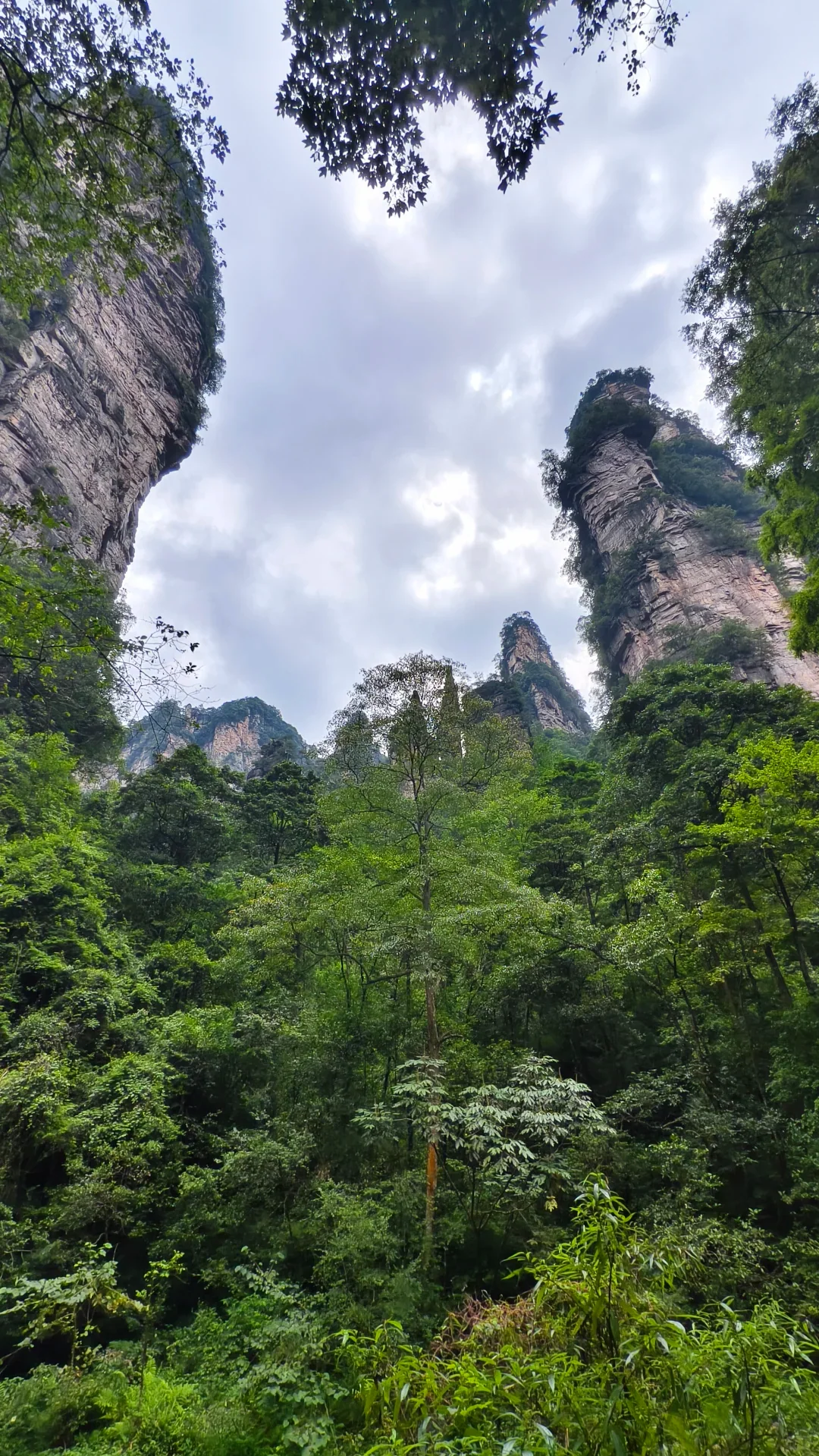 Golden Whip Stream and a valley path framed by steep forested cliffs
